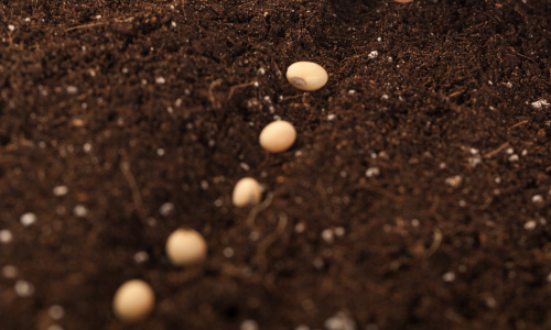 Plant seeds in soil.