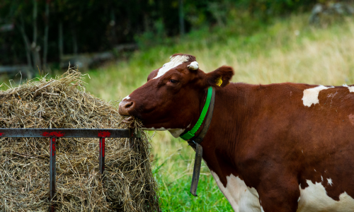 A cow eating out of a feeder in a pasture.