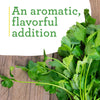 Bonnie Plants Cilantro (2 Pack)